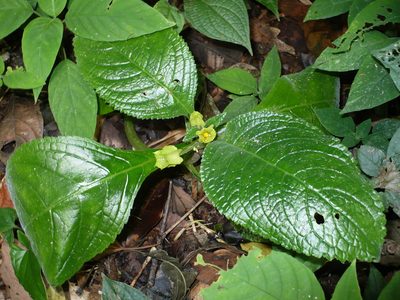 Chrysothemis friedrichsthaliana, photographed by Paul Prior