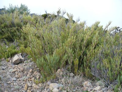 Chusquea subtessellata, photographed by Paul Prior