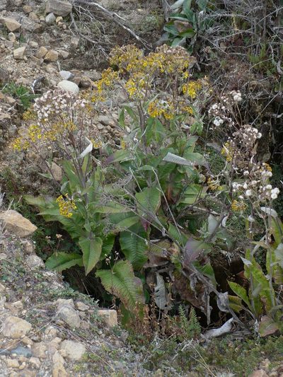 Senecio oerstedianus, photographed by Paul Prior
