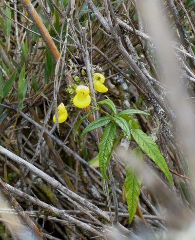 Calceolaria microbefaria, photographed by Paul Prior