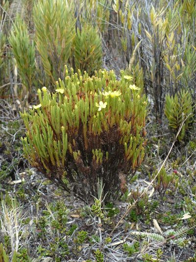 Hypericum costaricense, photographed by Paul Prior