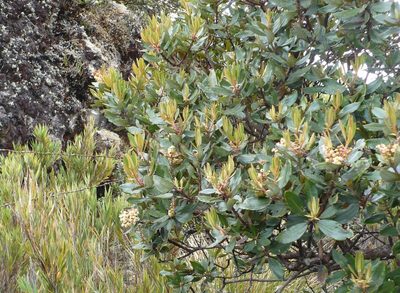 Comarostaphylis arbutoides, photographed by Paul Prior