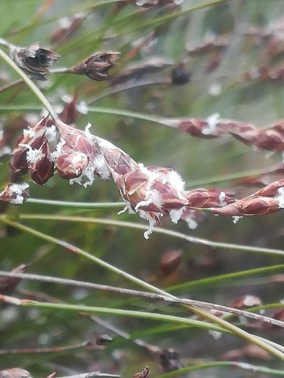 Restio filiformis, photographed by Noeleen du Toit