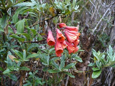Bomarea acutifolia, photographed by Paul Prior