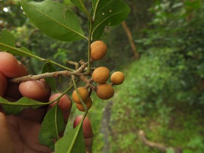 Aglaia elaeagnoidea, photographed by Siddarth Machado