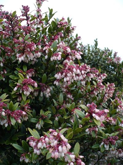 Vaccinium consanguineum, photographed by Paul Prior