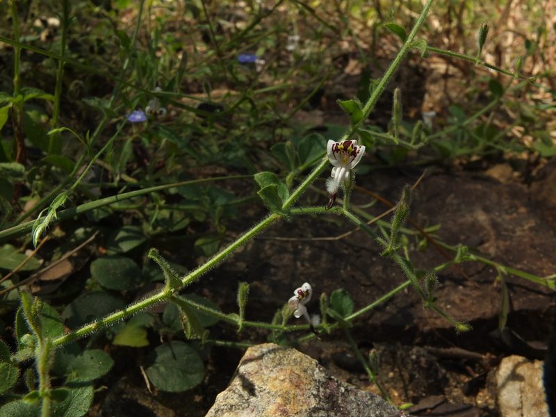 Andrographis rothii, photographed by Siddarth Machado