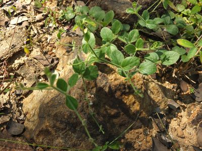 Andrographis rothii, photographed by Siddarth Machado