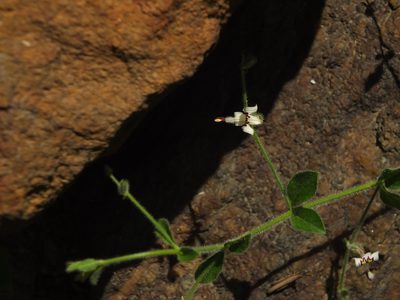 Andrographis rothii, photographed by Siddarth Machado