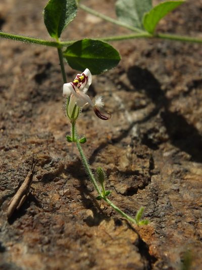 Andrographis rothii, photographed by Siddarth Machado