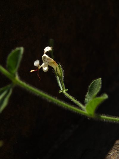 Andrographis rothii, photographed by Siddarth Machado