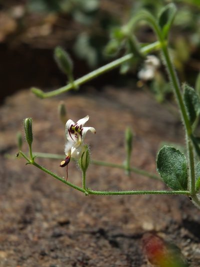 Andrographis rothii, photographed by Siddarth Machado