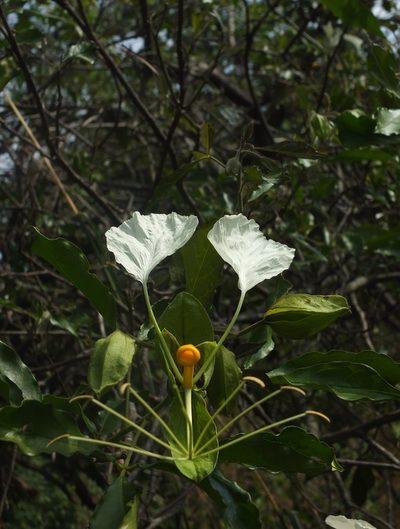 Cadaba trifoliata, photographed by Siddarth Machado
