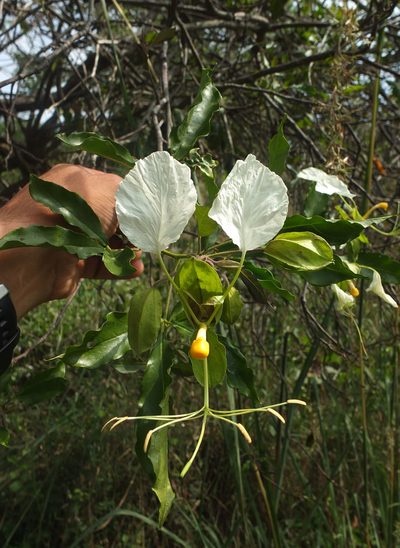 Cadaba trifoliata, photographed by Siddarth Machado