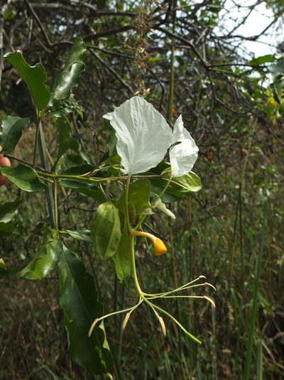 Cadaba trifoliata, photographed by Siddarth Machado