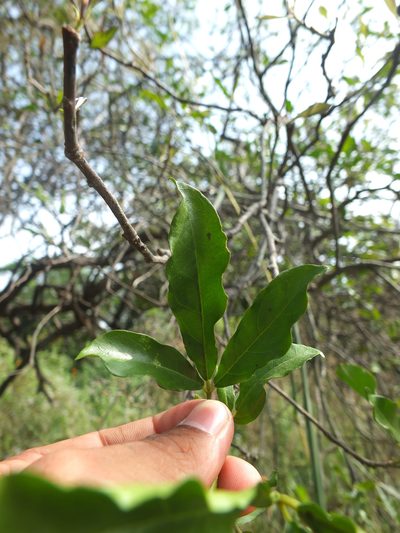 Cadaba trifoliata, photographed by Siddarth Machado