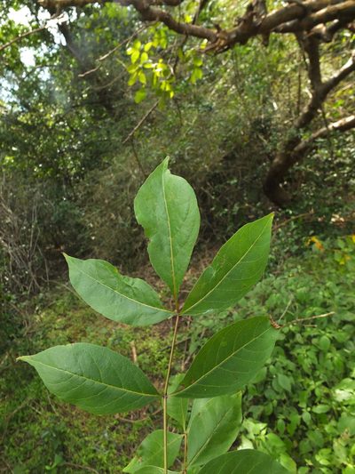 Commiphora caudata, photographed by Siddarth Machado
