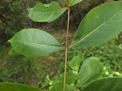 Commiphora caudata, photographed by Siddarth Machado