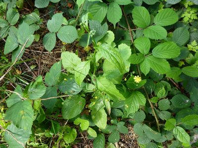 Rubus wirralensis, photographed by Susan Marley