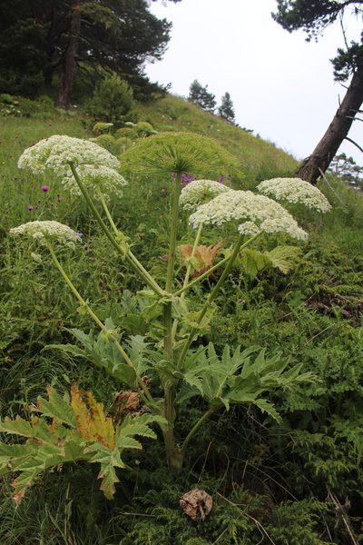 Heracleum leskovii, photographed by Dmitriy Bochkov