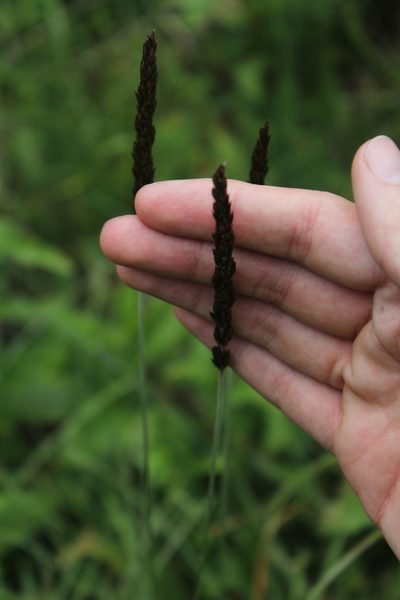 Koeleria eriostachya, photographed by Dmitriy Bochkov