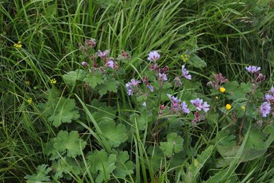 Geranium renardii, photographed by Dmitriy Bochkov