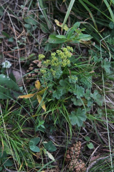 Alchemilla caucasica, photographed by Dmitriy Bochkov