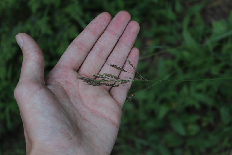 Bromus variegatus, photographed by Dmitriy Bochkov