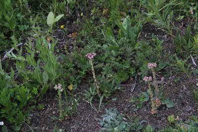Sempervivum caucasicum, photographed by Dmitriy Bochkov