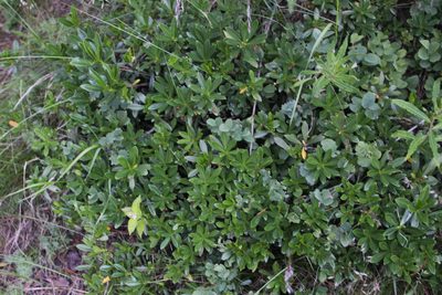 Daphne glomerata, photographed by Dmitriy Bochkov
