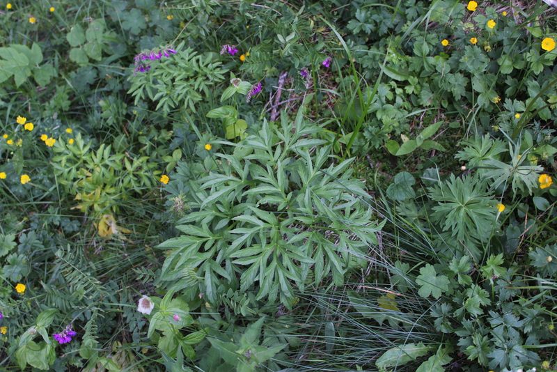 Agasyllis latifolia, photographed by Dmitriy Bochkov
