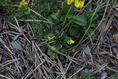 Draba hispida, photographed by Dmitriy Bochkov