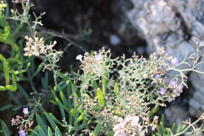 Limonium cordatum, photographed by Fabien Piednoir