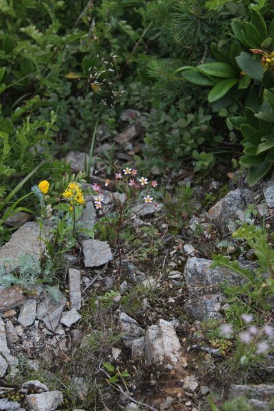 Saxifraga kolenatiana, photographed by Dmitriy Bochkov