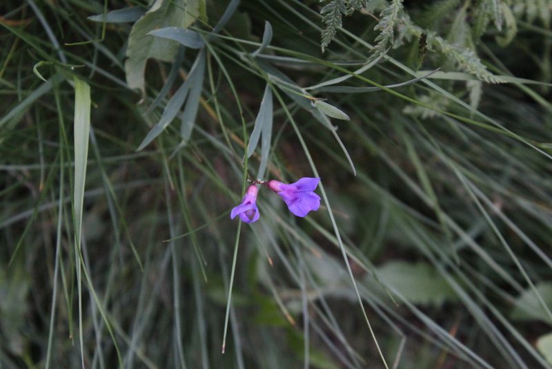 Lathyrus cyaneus, photographed by Dmitriy Bochkov