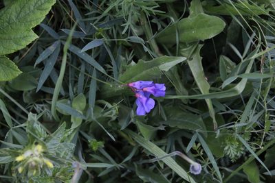 Lathyrus cyaneus, photographed by Dmitriy Bochkov
