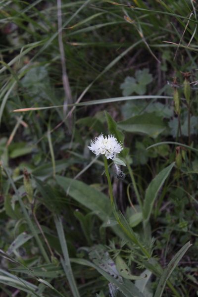 Traunsteinera sphaerica, photographed by Dmitriy Bochkov