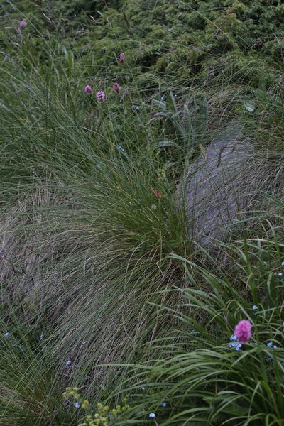 Festuca varia, photographed by Dmitriy Bochkov