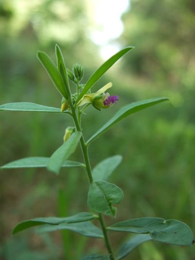 Polygala javana, photographed by Siddarth Machado