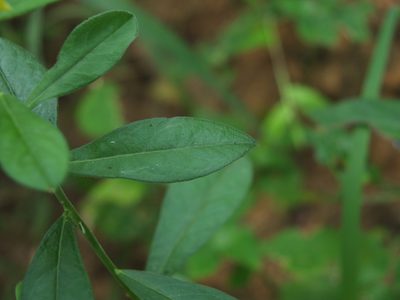 Polygala javana, photographed by Siddarth Machado
