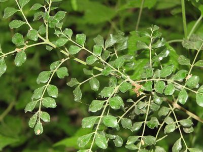 Amyris madrensis, photographed by johnyochum