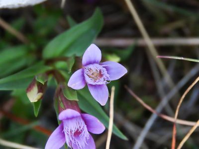 Gentianella columnae, photographed by Emanuele Santarelli
