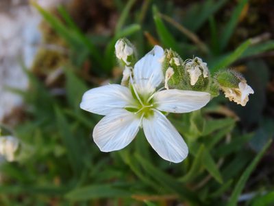 Mcneillia graminifolia, photographed by Emanuele Santarelli