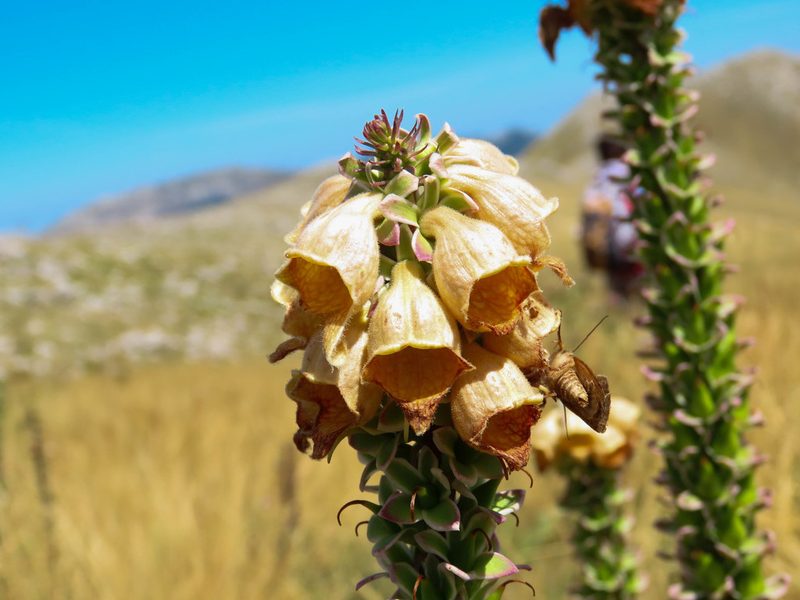 Digitalis ferruginea, photographed by Emanuele Santarelli