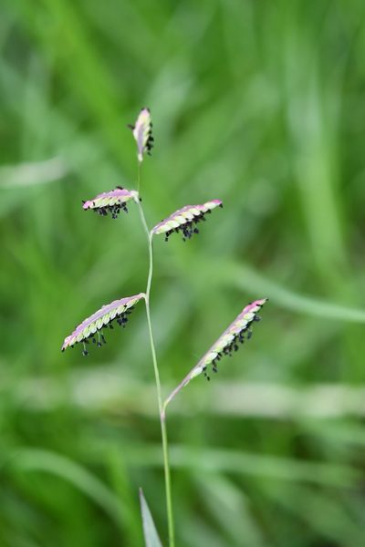 Paspalum chiapense, photographed by Neptalí Ramírez Marcial