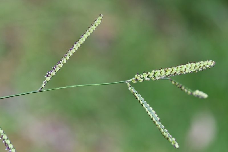 Paspalum chiapense, photographed by Neptalí Ramírez Marcial