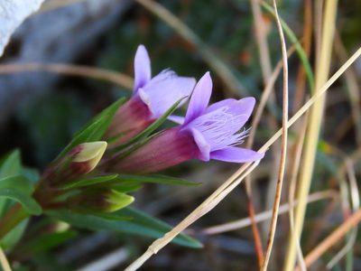 Gentianella columnae, photographed by Emanuele Santarelli