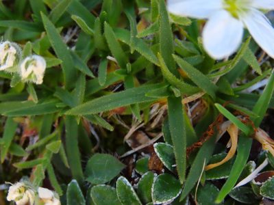 Mcneillia graminifolia, photographed by Emanuele Santarelli