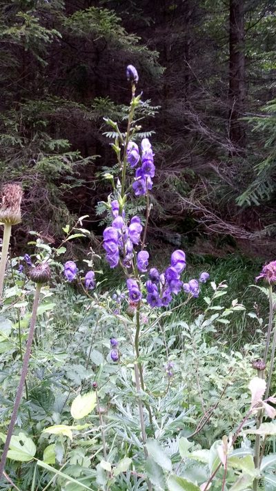Aconitum plicatum, photographed by yjm