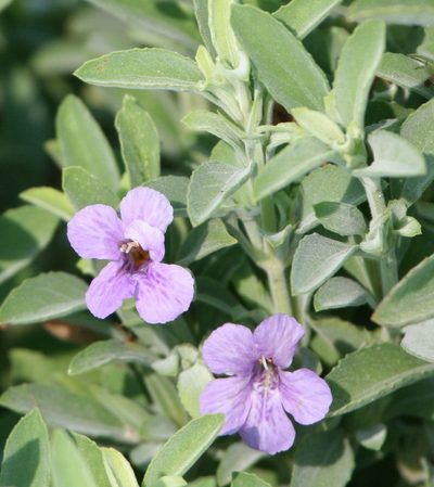 Dyschoriste crenulata, photographed by johnyochum